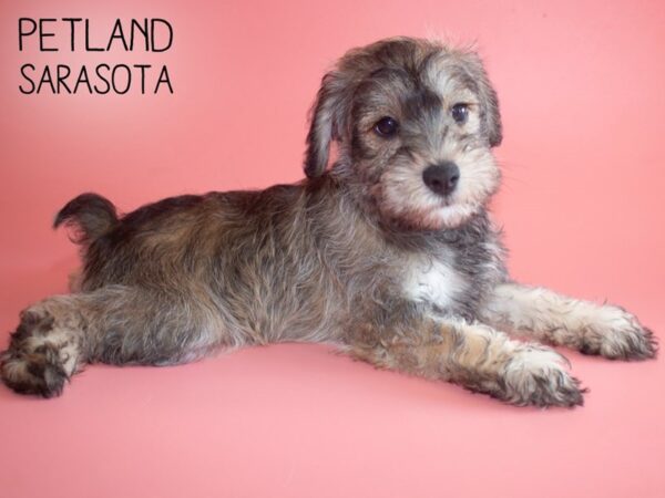 Schnoodle-DOG-Female-Cafe Au Lait-25911-Dream Tails Sarasota, Florida