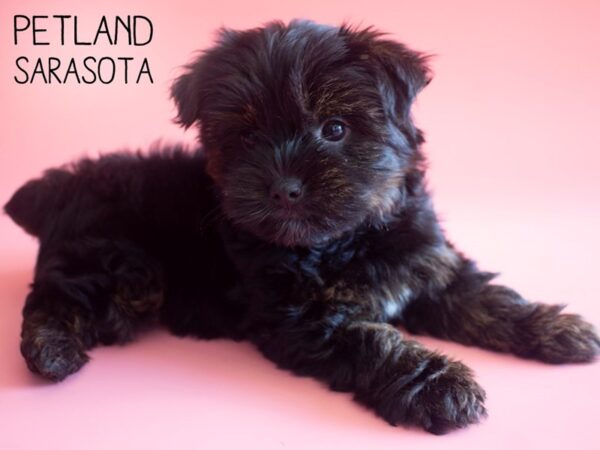 Yorkiepoo-DOG-Female-Black-25910-Dream Tails Sarasota, Florida