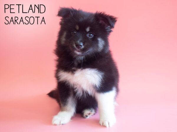 Pomsky 2nd Gen-DOG-Female-Black Tan / White-25909-Dream Tails Sarasota, Florida