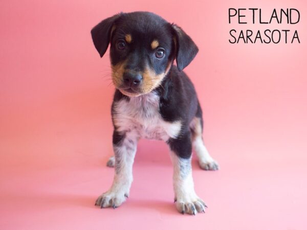 Border Heeler-DOG-Female-Black-25908-Dream Tails Sarasota, Florida
