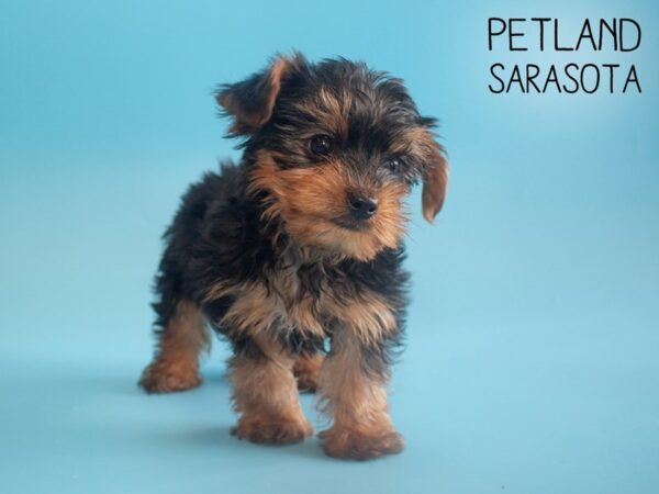 Yorkshire Terrier-DOG-Male-Black / Tan-25907-Dream Tails Sarasota, Florida