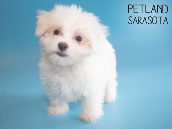 Maltese-DOG-Male-White-25906-Dream Tails Sarasota, Florida