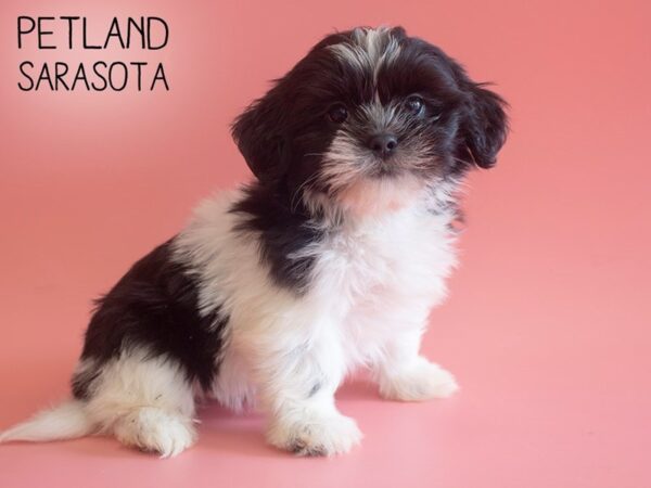 Lhasa Apso-DOG-Female-Black / White-25905-Dream Tails Sarasota, Florida