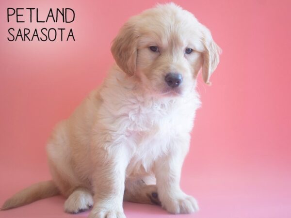 Golden Retriever-DOG-Female-Golden-25904-Dream Tails Sarasota, Florida