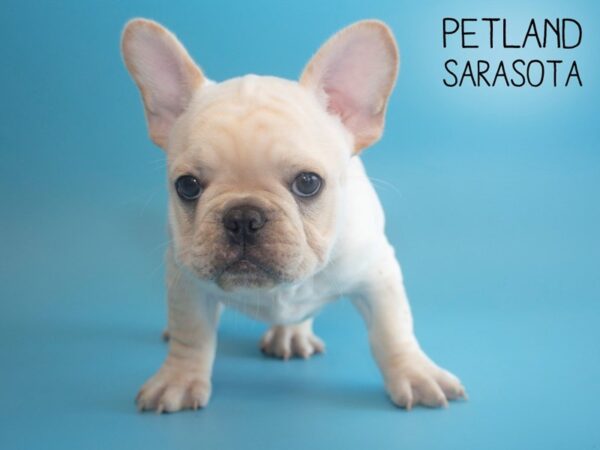 French Bulldog-DOG-Male-Cream-25903-Dream Tails Sarasota, Florida