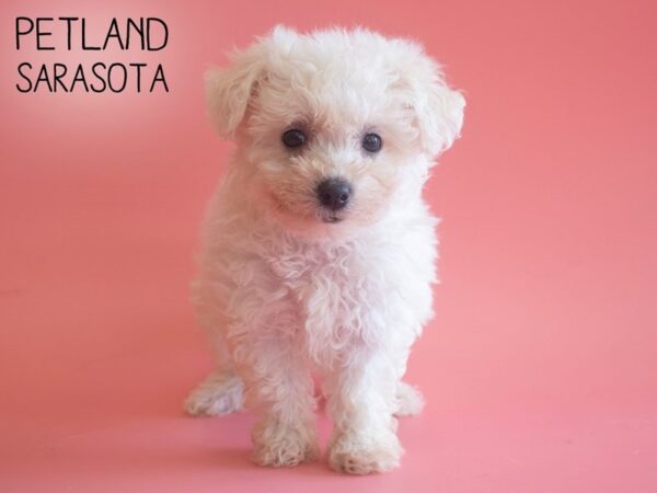 Bichon Frise-DOG-Female-White-25902-Dream Tails Sarasota, Florida