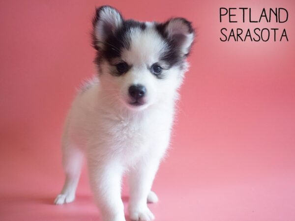 Pomsky-DOG-Female-BLK WHT-25900-Dream Tails Sarasota, Florida