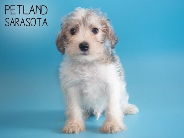 Miniature Schnauzer-DOG-Male-BROWN WHITE-25898-Dream Tails Sarasota, Florida