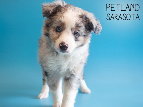 Miniature Australian Shepherd-DOG-Male-BLUE MERLE-25897-Dream Tails Sarasota, Florida