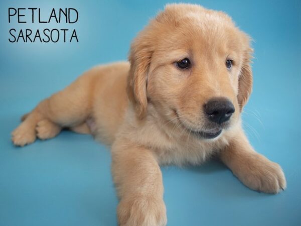 Golden Retriever-DOG-Male-Golden-25895-Dream Tails Sarasota, Florida