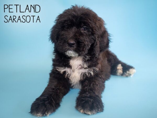 Saint Bernadoodle-DOG-Male-Black-25894-Dream Tails Sarasota, Florida