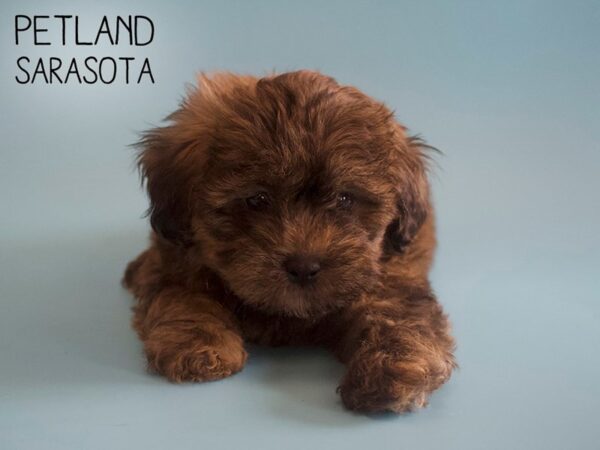 Shorkie-DOG-Male-Grizzle-25936-Dream Tails Sarasota, Florida