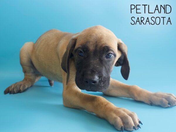 Great Mastiff-DOG-Male-Fawn-25935-Dream Tails Sarasota, Florida