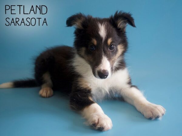Shetland Sheepdog-DOG-Male-Black White / Tan-25933-Dream Tails Sarasota, Florida