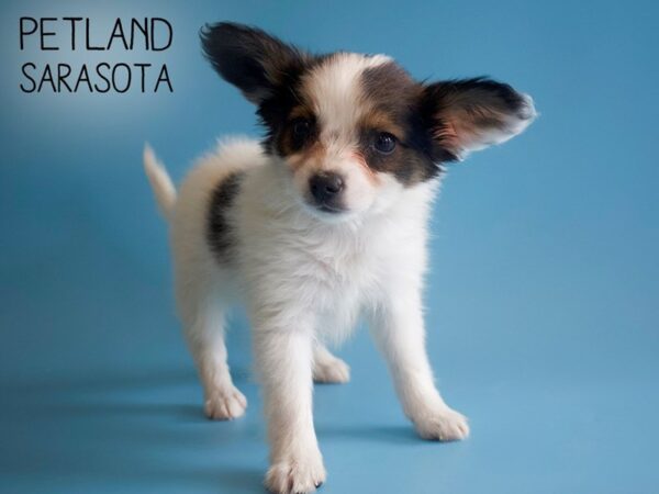 Papillon-DOG-Male-Sable / White-25932-Dream Tails Sarasota, Florida