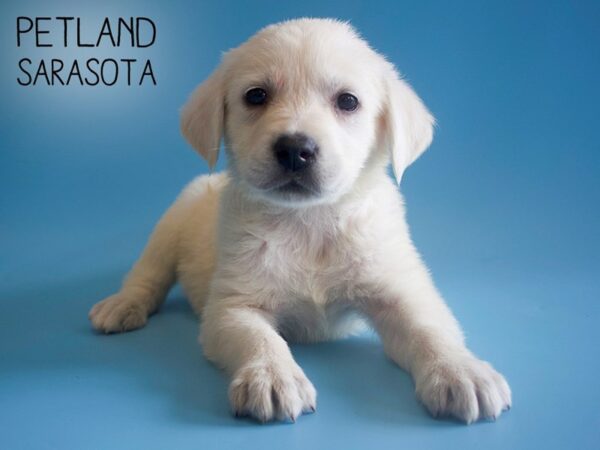 Labrador Retriever-DOG-Male-Yellow-25931-Dream Tails Sarasota, Florida