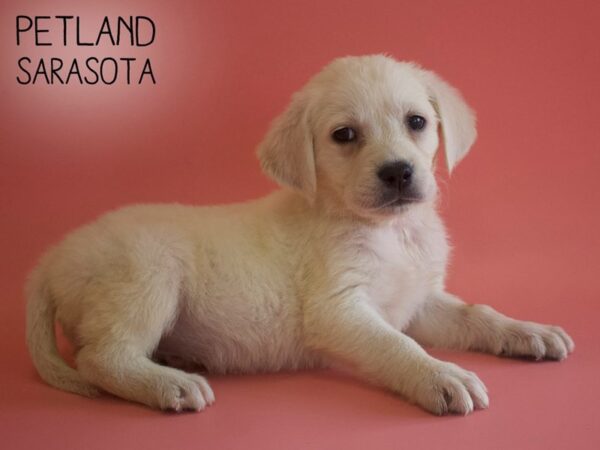 Labrador Retriever-DOG-Female-Yellow-25930-Dream Tails Sarasota, Florida