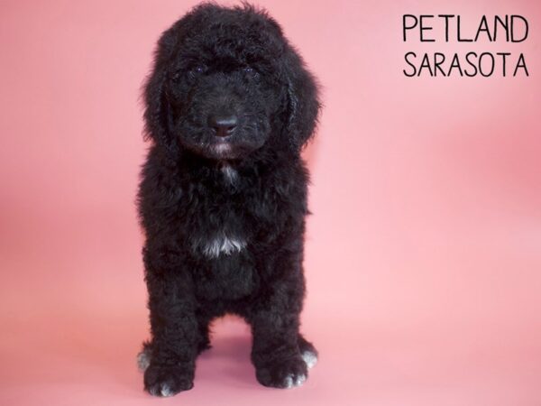 Standard Poodle-DOG-Female-Black-25929-Dream Tails Sarasota, Florida