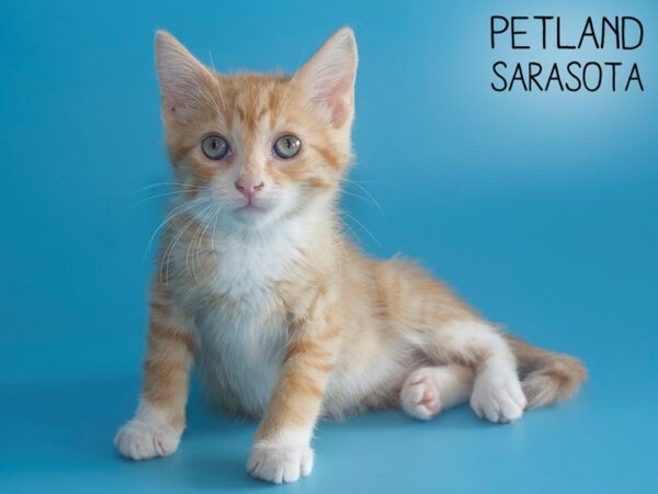 Domestic Cat-CAT-Male-Orange-25928-Dream Tails Sarasota, Florida
