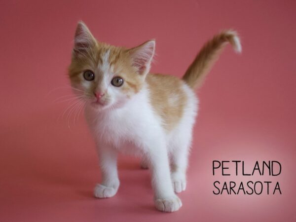 Domestic Cat-CAT-Female-Orange-25927-Dream Tails Sarasota, Florida