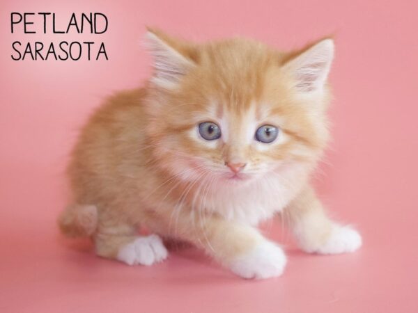 Domestic Cat-CAT-Female-Orange / White-25926-Dream Tails Sarasota, Florida