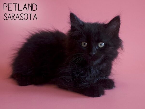 Domestic Cat-CAT-Female-Black-25925-Dream Tails Sarasota, Florida
