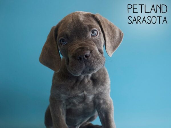 Cane Corso-DOG-Male-Black Brindle-25924-Dream Tails Sarasota, Florida