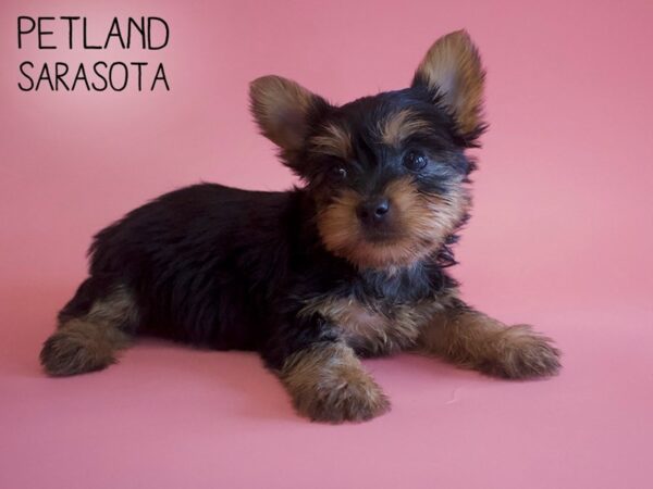 Silky Terrier-DOG-Female-Black / Tan-25923-Dream Tails Sarasota, Florida
