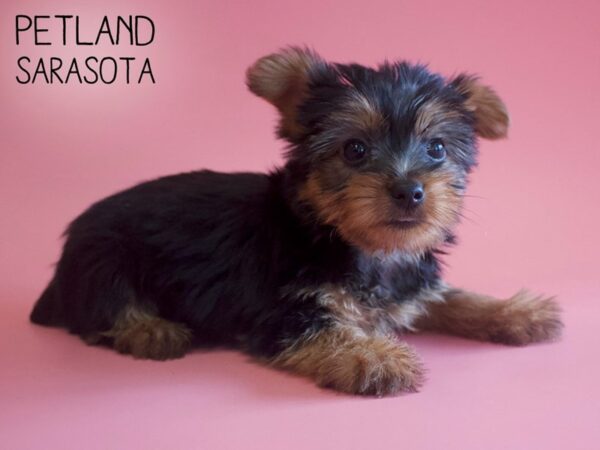 Silky Terrier-DOG-Female-Black / Tan-25922-Dream Tails Sarasota, Florida
