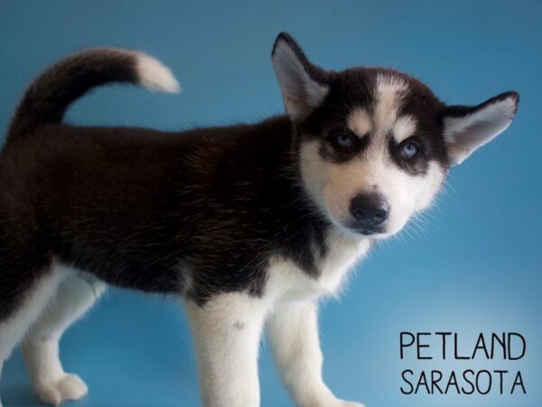 Siberian Husky-DOG-Male-Black / White-25921-Dream Tails Sarasota, Florida