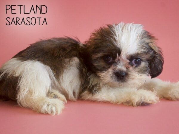 Shih Tzu-DOG-Female-Brindle / White-25920-Dream Tails Sarasota, Florida
