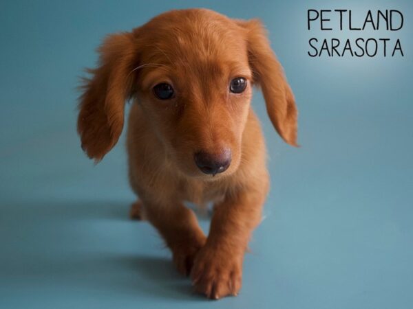 Dachshund-DOG-Male-Red-25919-Dream Tails Sarasota, Florida