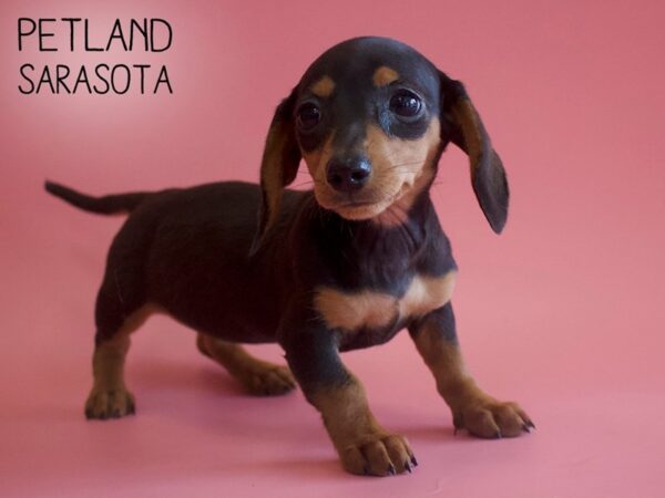 Dachshund-DOG-Female-Black / Tan-25918-Dream Tails Sarasota, Florida