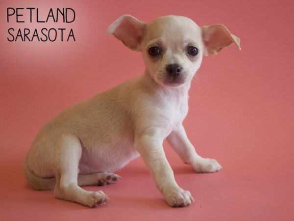 Chihuahua-DOG-Female-Cream-25917-Dream Tails Sarasota, Florida