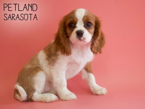 Cavalier King Charles Spaniel-DOG-Female-Blenheim-25916-Dream Tails Sarasota, Florida