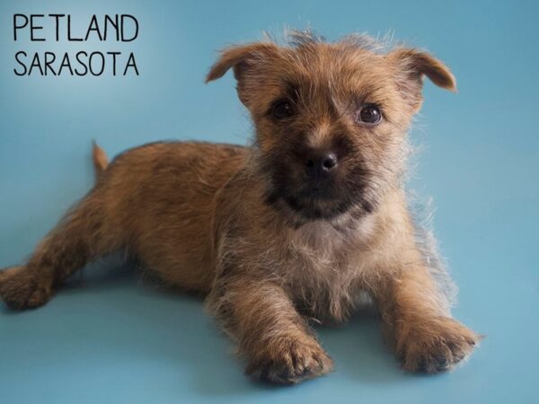 Cairn Terrier-DOG-Male-Wheaten-25915-Dream Tails Sarasota, Florida
