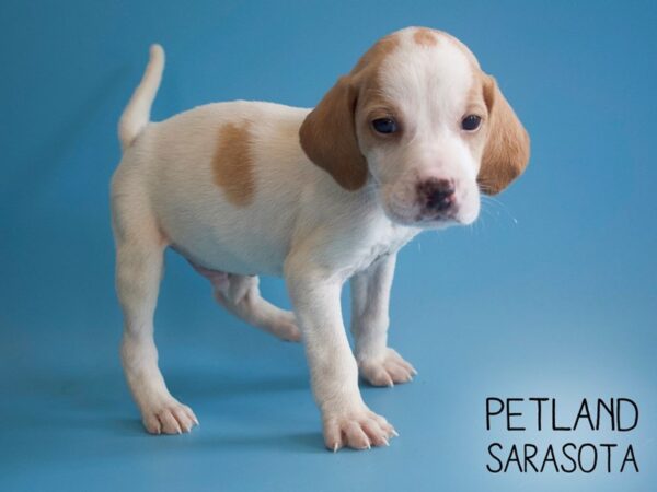 Beagle-DOG-Male-Lemon / White-25914-Dream Tails Sarasota, Florida
