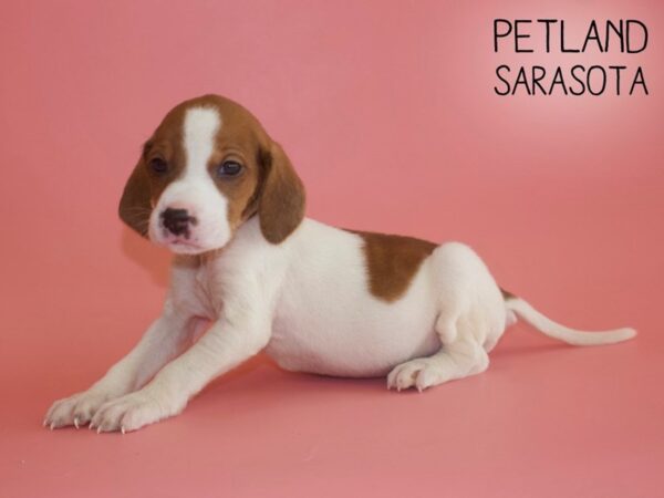 Beagle-DOG-Female-Red / White-25913-Dream Tails Sarasota, Florida
