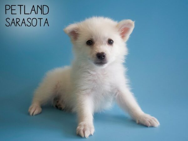 American Eskimo Dog-DOG-Male-White-25912-Dream Tails Sarasota, Florida