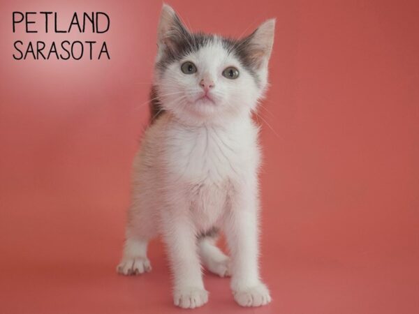 Domestic Cat-CAT-Female-Gray / White-25886-Dream Tails Sarasota, Florida