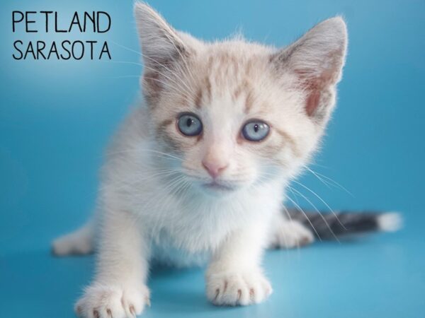 Domestic Cat-CAT-Male-Gray / White-25885-Dream Tails Sarasota, Florida