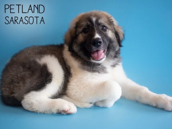 Anatolian Pyrenees-DOG-Male-White-25934-Dream Tails Sarasota, Florida