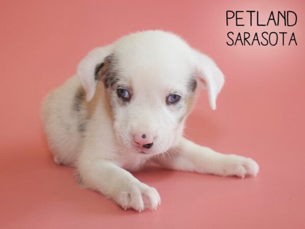 Miniature Australian Shepherd/Border Collie-DOG-Female-White / Blue Merle-25960-Dream Tails Sarasota, Florida