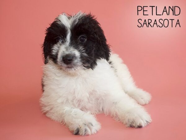 Aussiepoo-DOG-Female-Black / White-25959-Dream Tails Sarasota, Florida