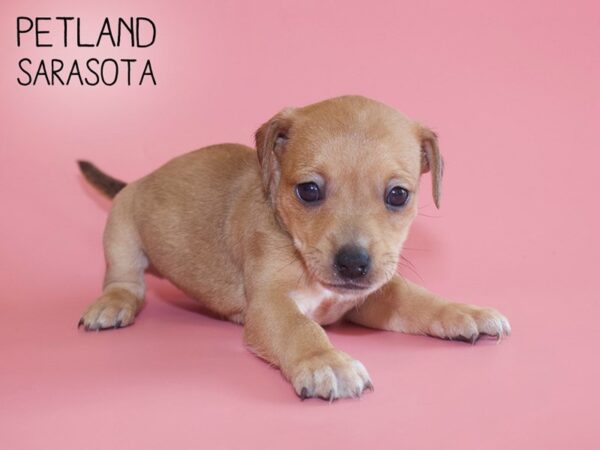 Chiweenie-DOG-Female-Red Sable-25958-Dream Tails Sarasota, Florida