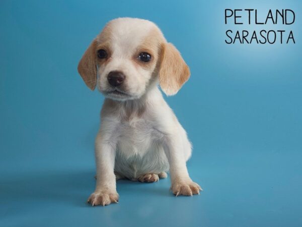 Beagle-DOG-Male-Lemon / White-25957-Dream Tails Sarasota, Florida