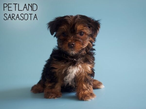 Yorkshire Terrier-DOG-Male-Black / Tan-25956-Dream Tails Sarasota, Florida