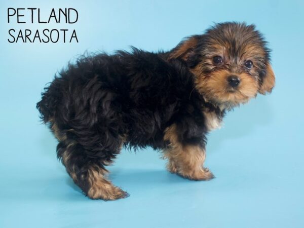 Yorkshire Terrier-DOG-Male-Black / Tan-25955-Dream Tails Sarasota, Florida