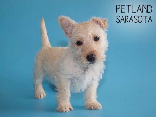 Scottish Terrier-DOG-Male-Cream-25954-Dream Tails Sarasota, Florida