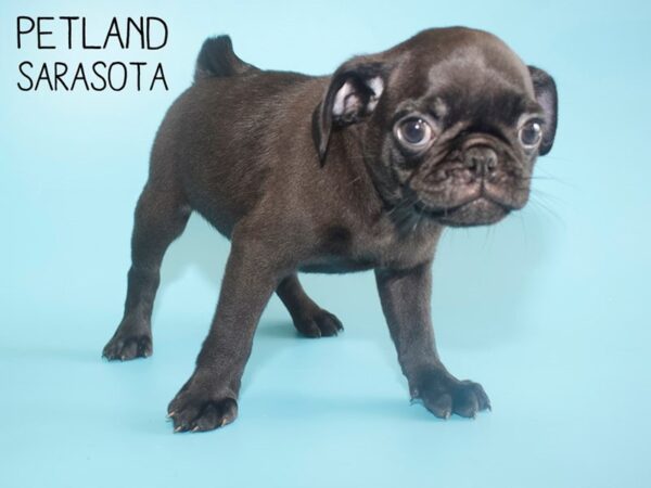 Pug-DOG-Male-Black-25953-Dream Tails Sarasota, Florida
